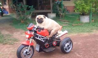 障碍摩托挑战赛 障碍摩托挑战赛