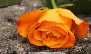 什么颜色代表友谊