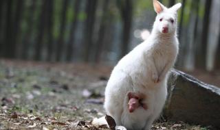 杭州野生动物园地址 杭州野生动物园地址