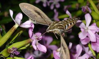 天蛾人真的存在吗