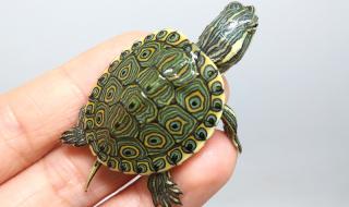 乌龟的寿命 乌龟的寿命