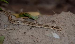 一窝蛇晒太阳成网红 一窝蛇晒太阳成网红