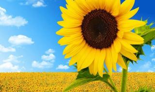 好看的手机动态壁纸 好看的手机动态壁纸