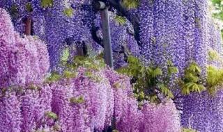 紫藤萝瀑布课堂笔记 紫藤萝瀑布课堂笔记