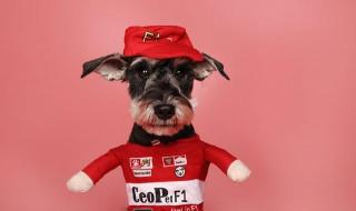 罗刹海市驴和鸡指谁 罗刹海市驴和鸡指谁